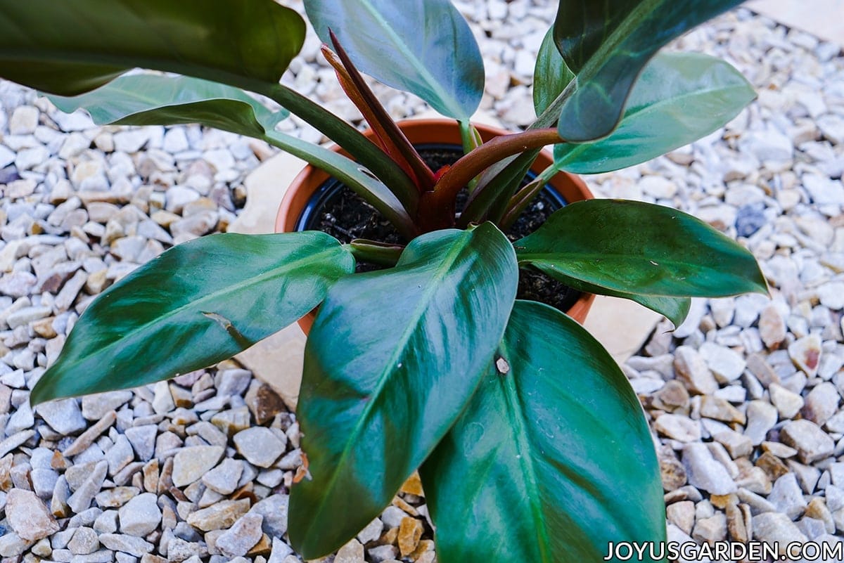 close up of the new deep red growth on a philodendron imperial red houseplant