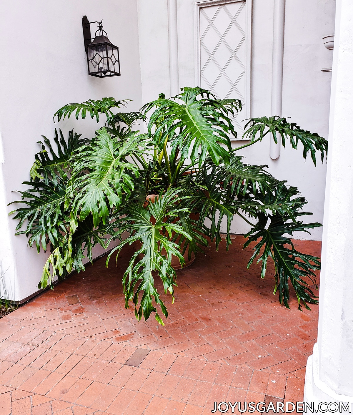 a large philodendron selloum aka tree philodendron with huge green leaves plant sits in a door entryway