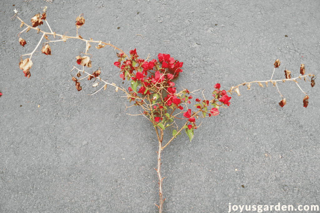 a bougainvillea branch with some flowers & some freeze damage