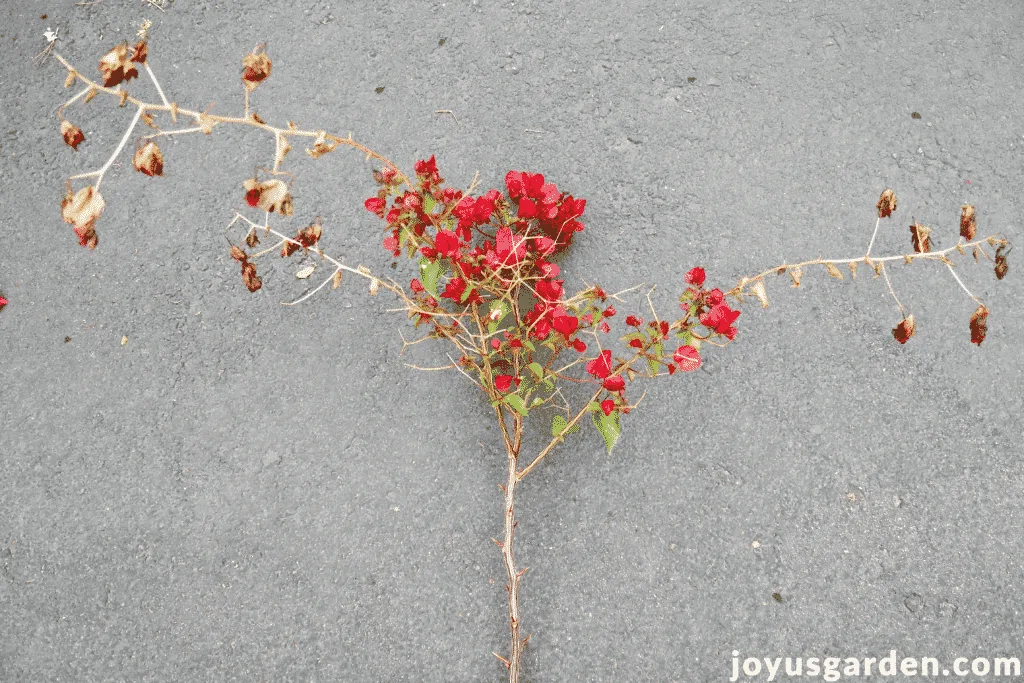 A bougainvillea branch with some flowers & freeze damage.