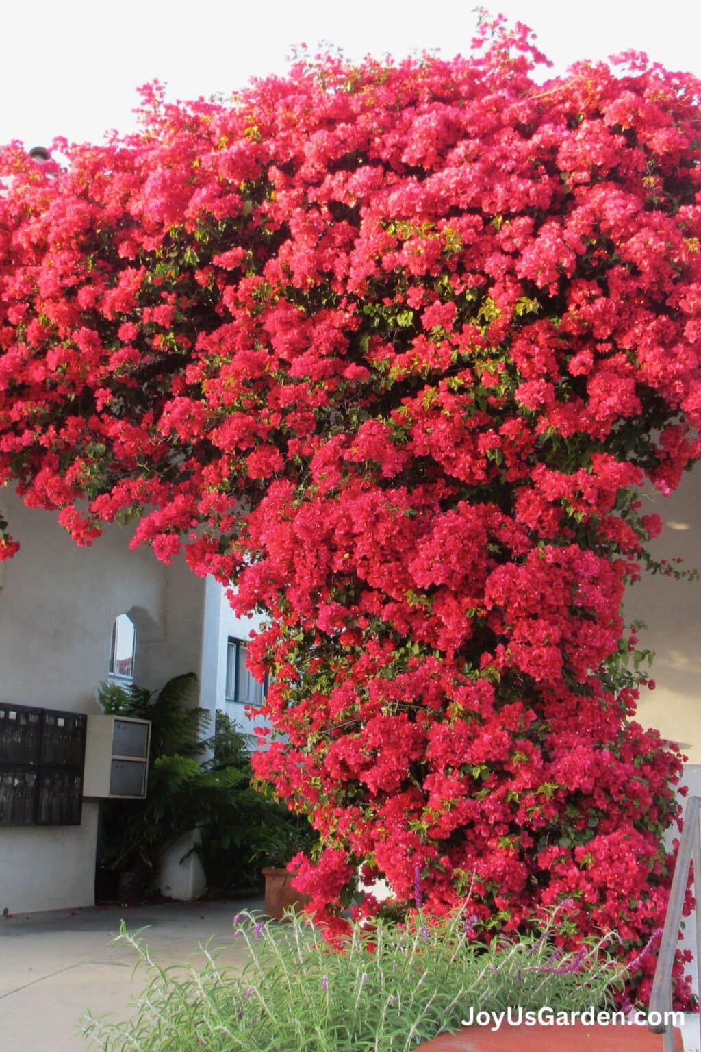 Bougainvillea Care & Growing Tips (2025 Guide)