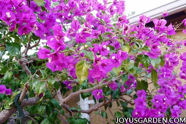 Close up of a bougainvillea half covered with magenta blooms.