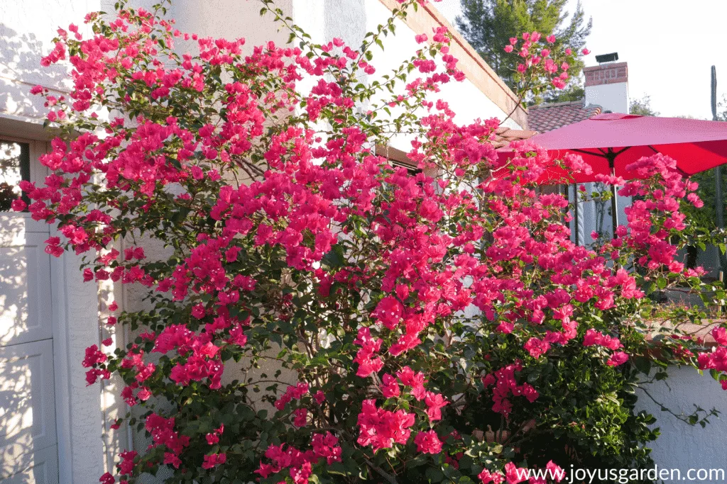 A red/pink bougainvillea barbara karst growing in an open shrub form.