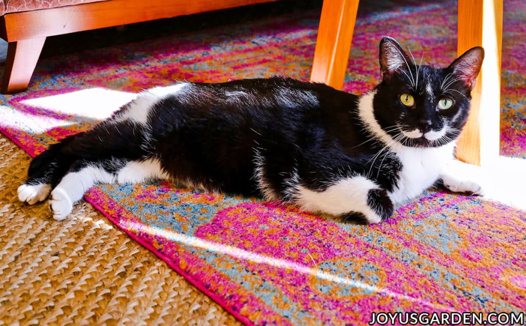 a large tuxedo cat lays on a rug & looks into the camera