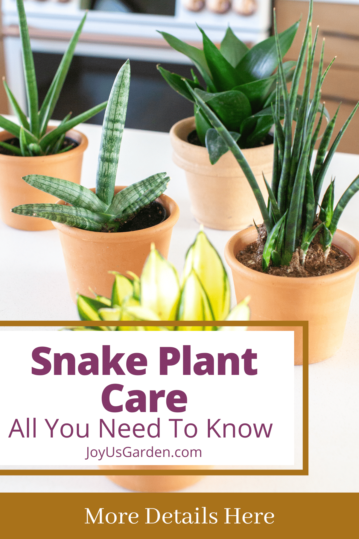 A tall dark green snake plant sansevieria grows in a gold urn pot