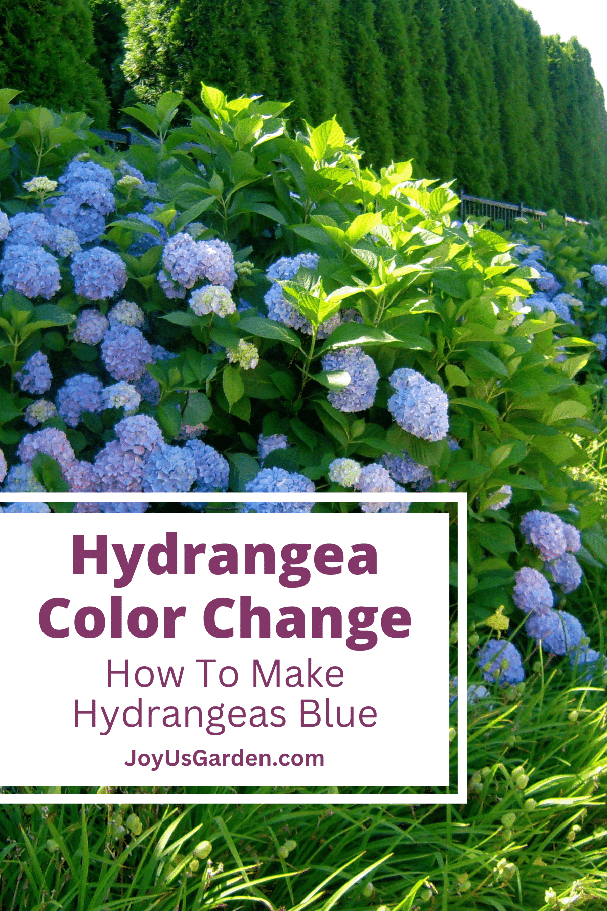Hydrangea Color Change The Cause & What To Do (2024 Guide)