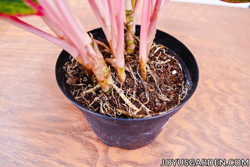 close up of the exposed roots of an aglaonema houseplant