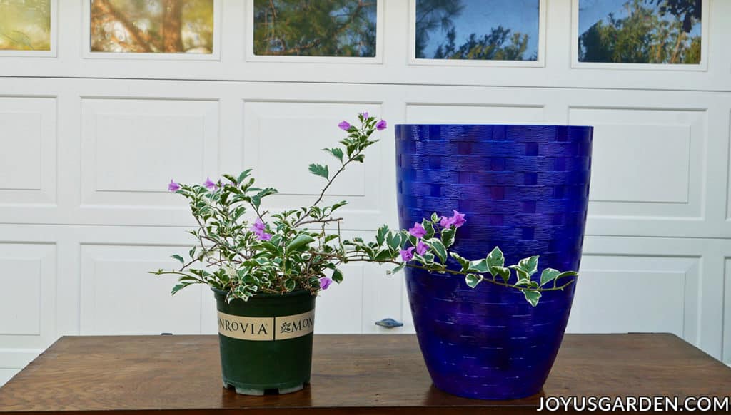 a bougainvillea with variegated foliage sits next to a tall blue pot on a work table