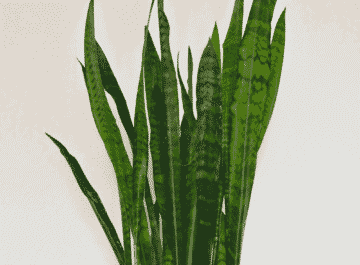tall green snake plant in a yellow pot, the test reads snack plant care tips