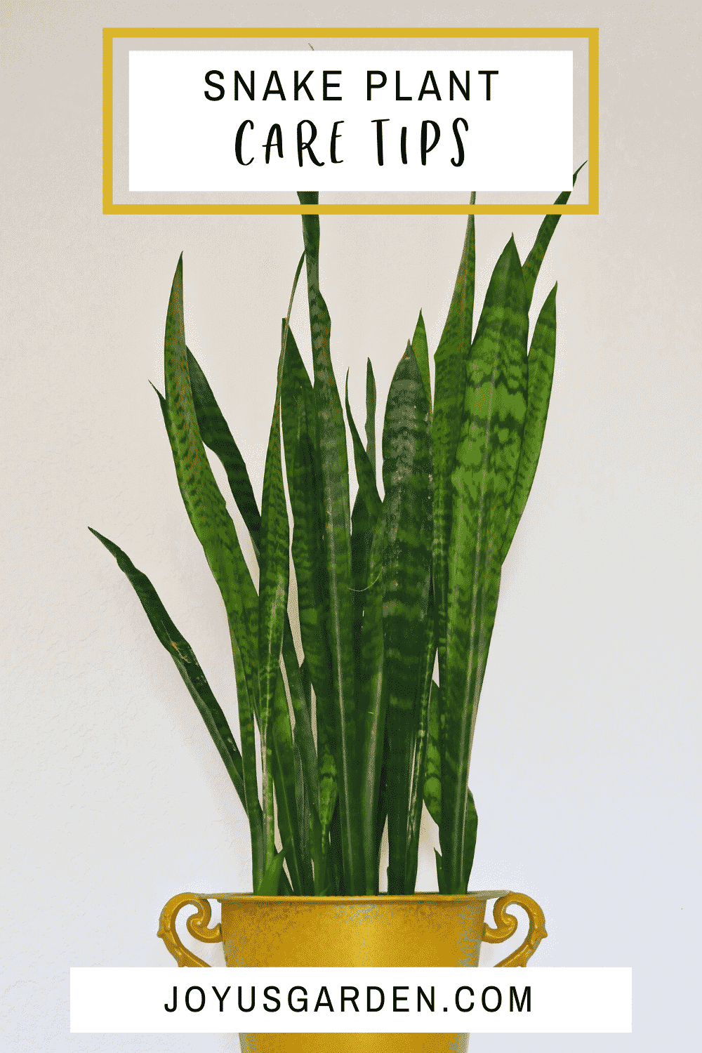 tall green snake plant in a yellow pot, the test reads snack plant care tips
