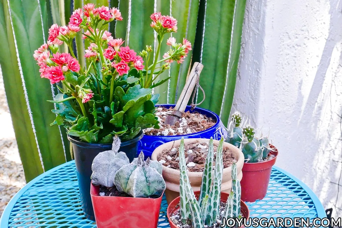 Repotting Plants Basics Beginning Gardeners Need To Know repotting-plants-basics-beginning-gardeners-need-to-know
