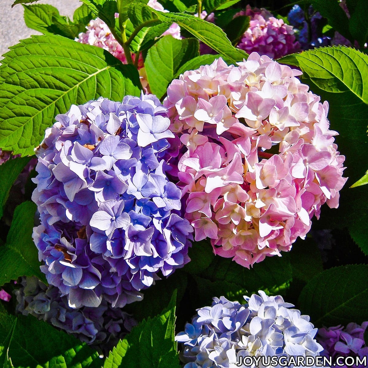 Close up of purple, blue, and pink hydrangea flowers.