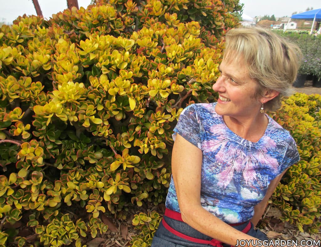 nell foster sits in front of a very large golden jade plant