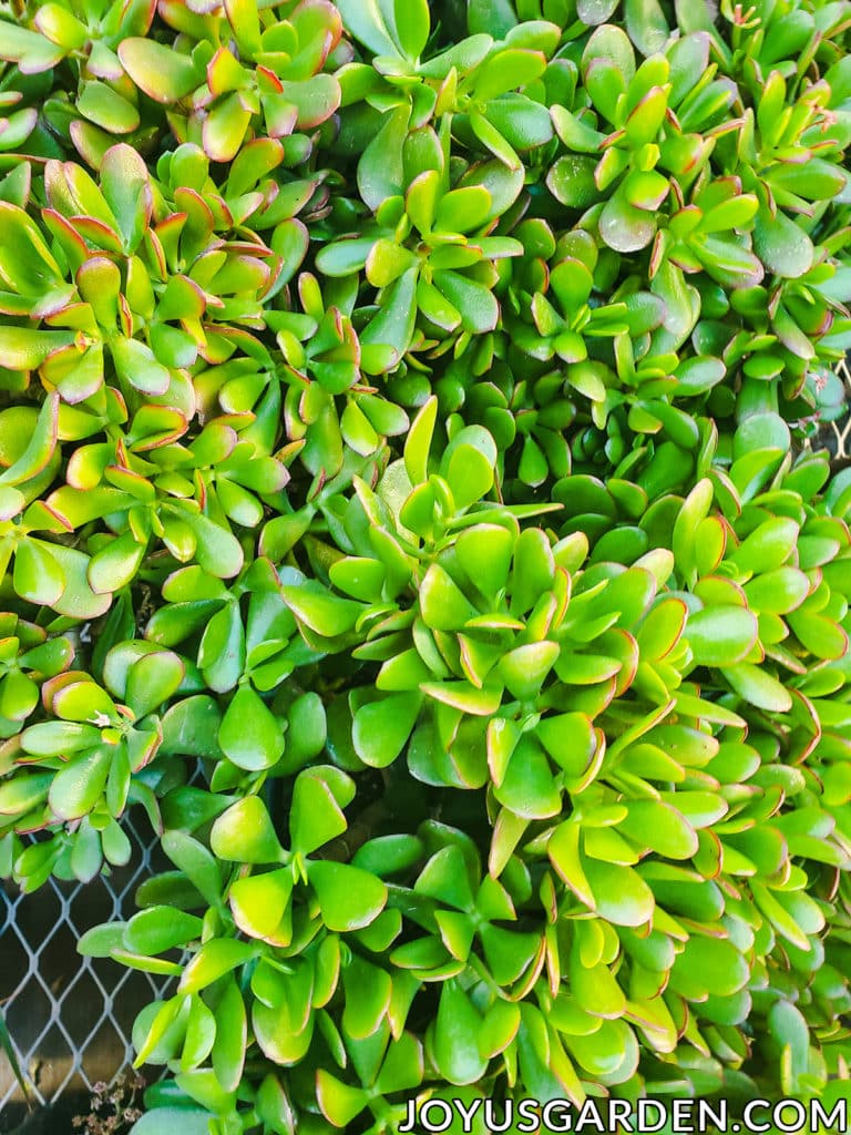 close up of the many leaves of a jade plant some of which are edged in red