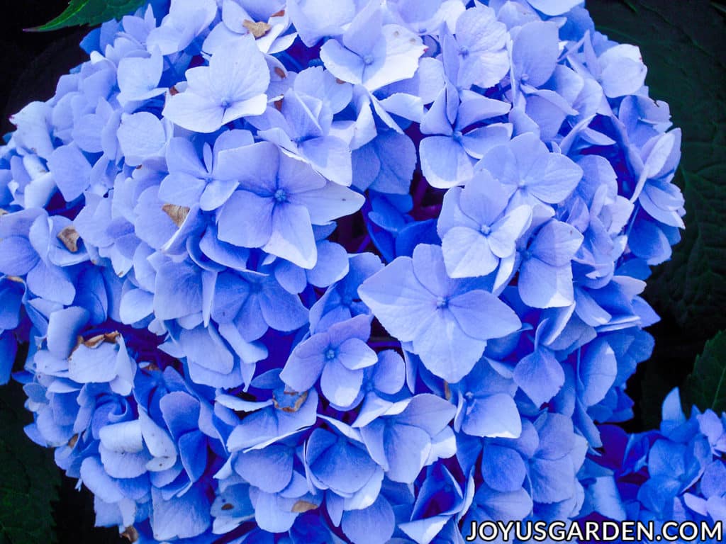 Hydrangea Color Change How To Turn The Flowers Blue