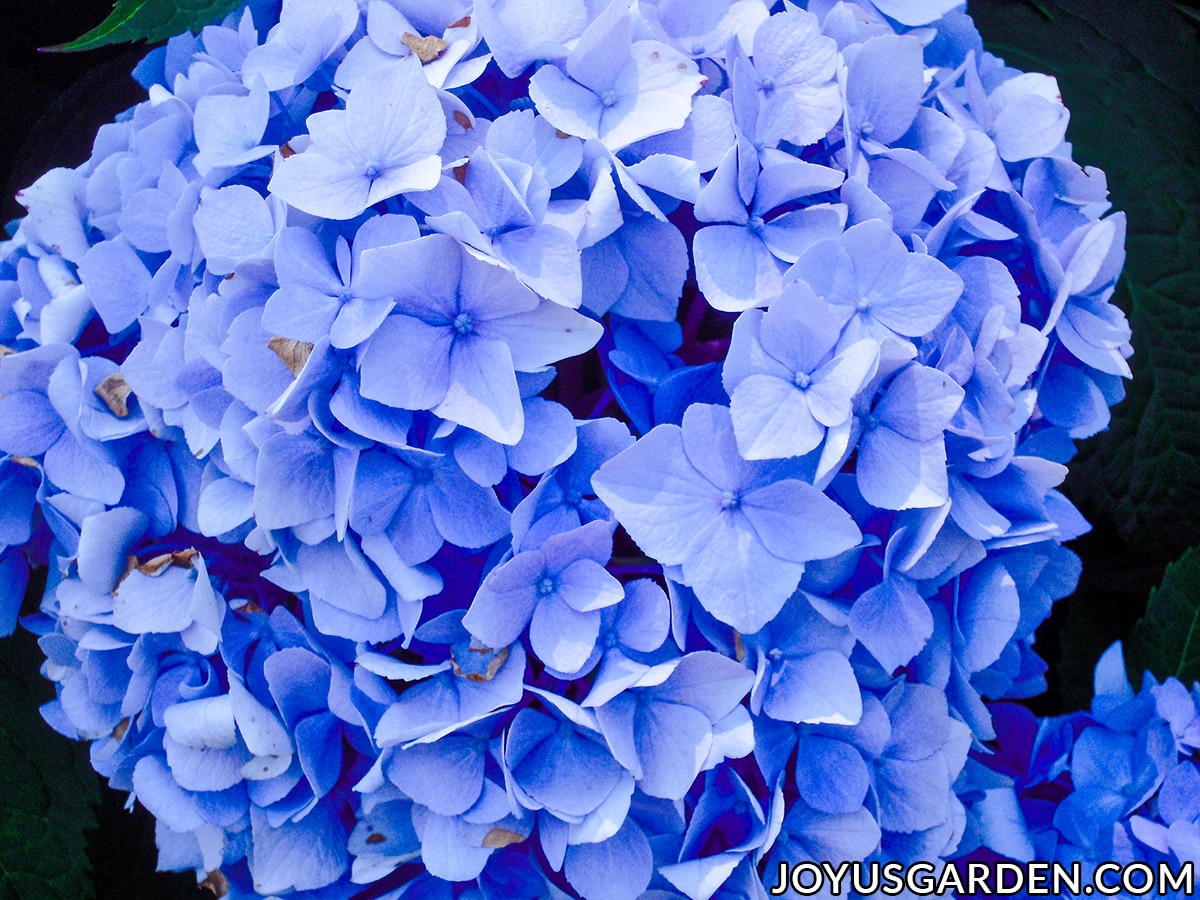 Looking down on a large vivid blue mophead hydrangea flower.