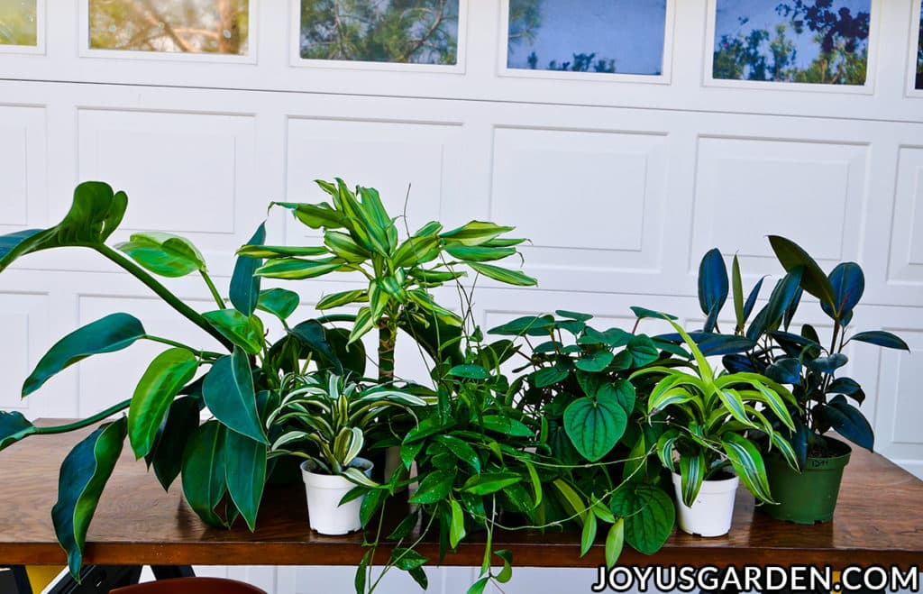 Should You Repot New Houseplants? Talking About Growing Conditions