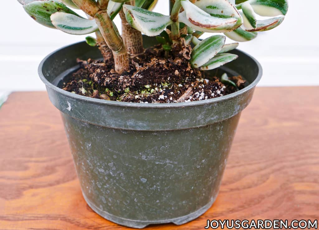 close up of the partially exposed root ball of a variegated jade plant