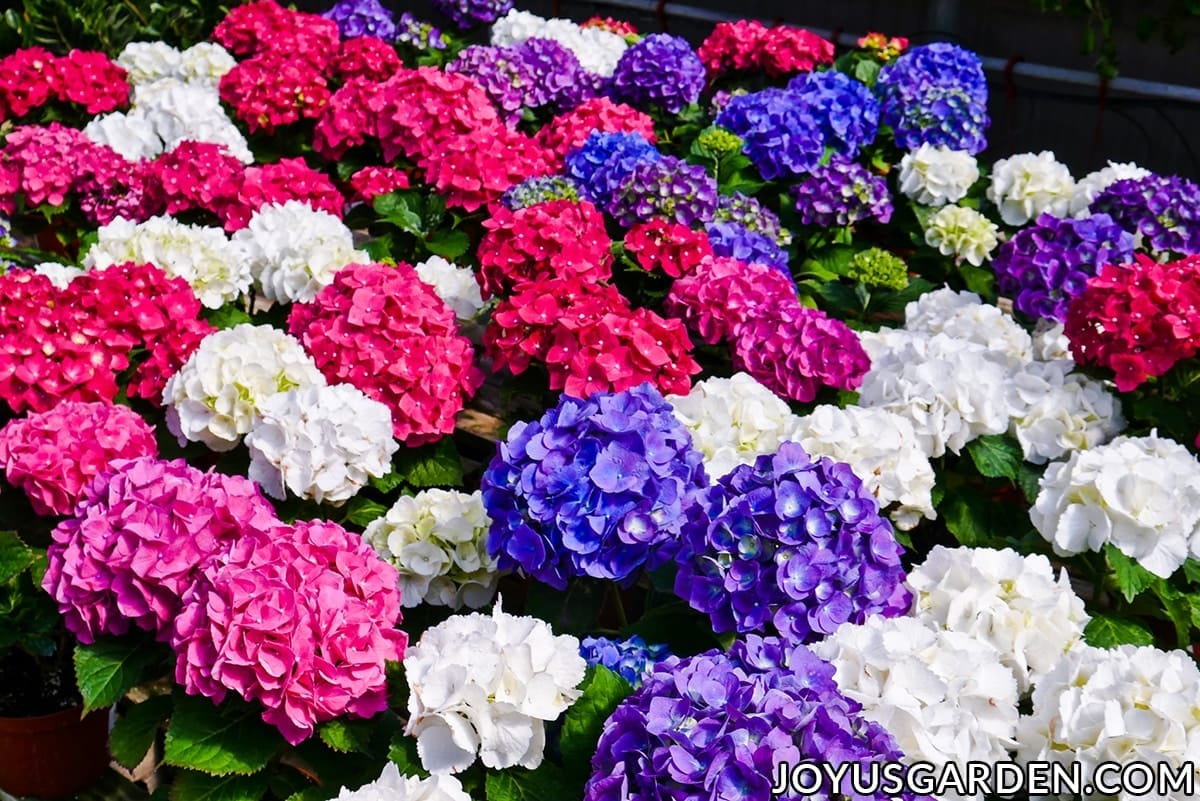 Rows of florist hydrangeas with large flowers in rose, purple, blue & white.