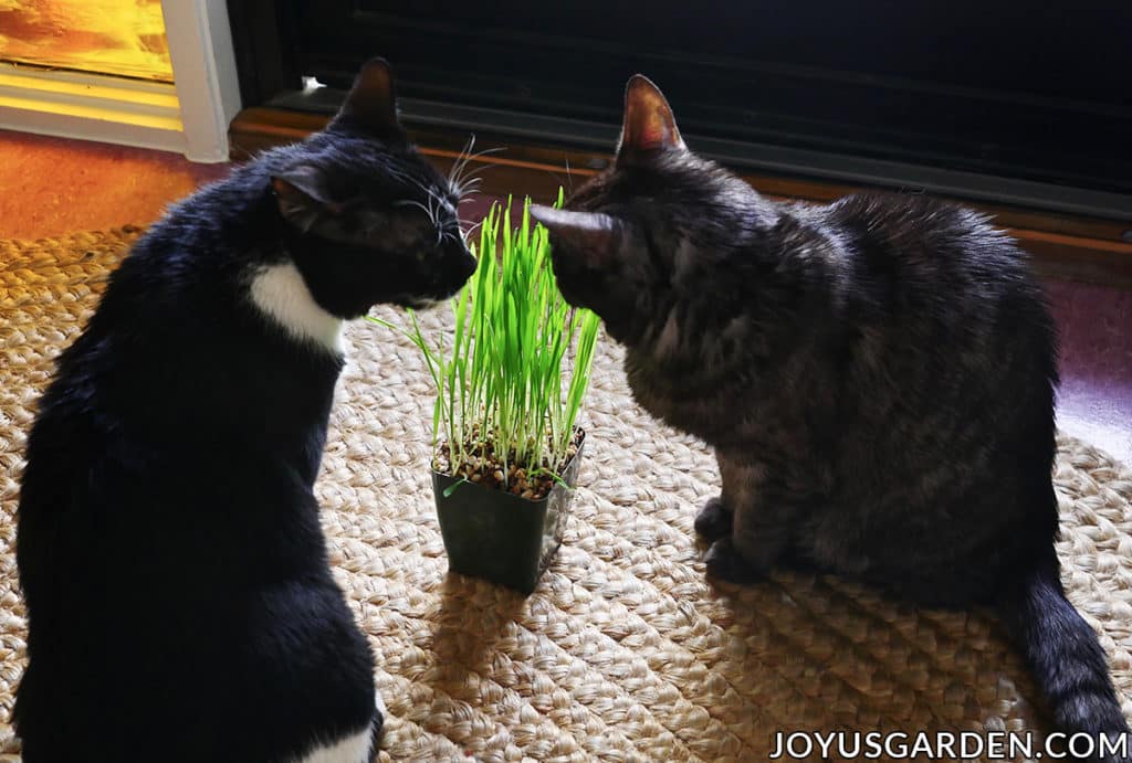 a tuxedo cat & a grey striped cat sit near a pot of cat grass