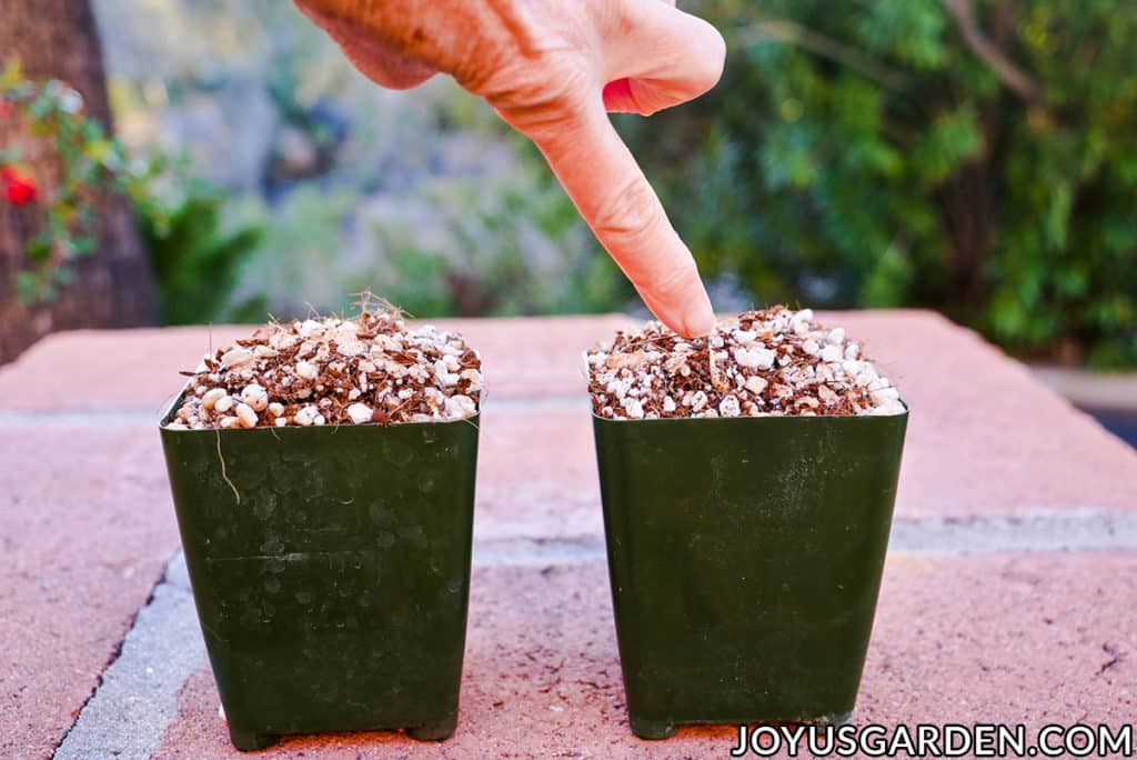 2 4" grow pots filled with mix & a finger points to a seedling emerging