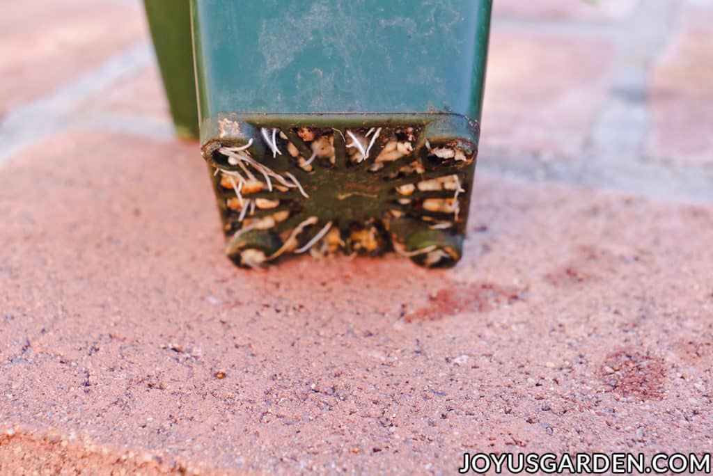 the bottom of a grow pot with fine roots coming out of the drain holes