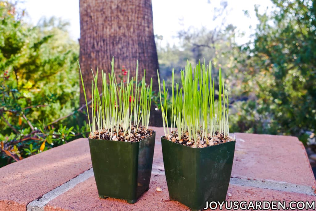 a 4" grow pots with cat grass sit outside on a brick wall