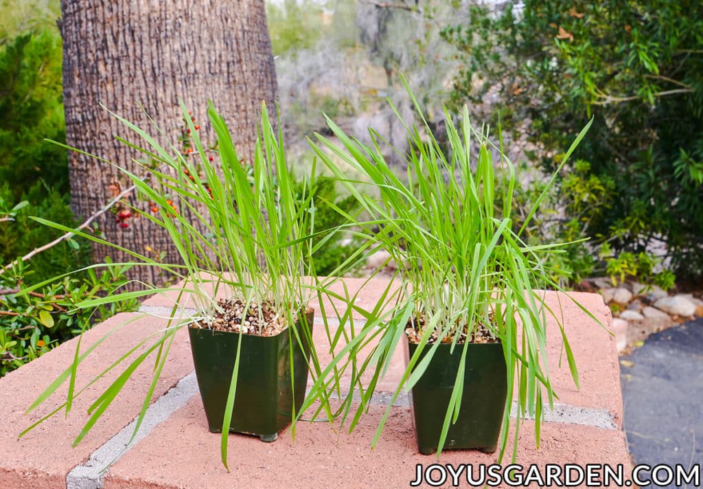 2 4" crescer potes cheios de gato grama que é flopping sentar" grow pots filled with cat grass which is flopping sit outside