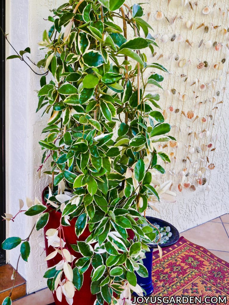 a large variegated hoya topiary grows outdoors in a tall red pot