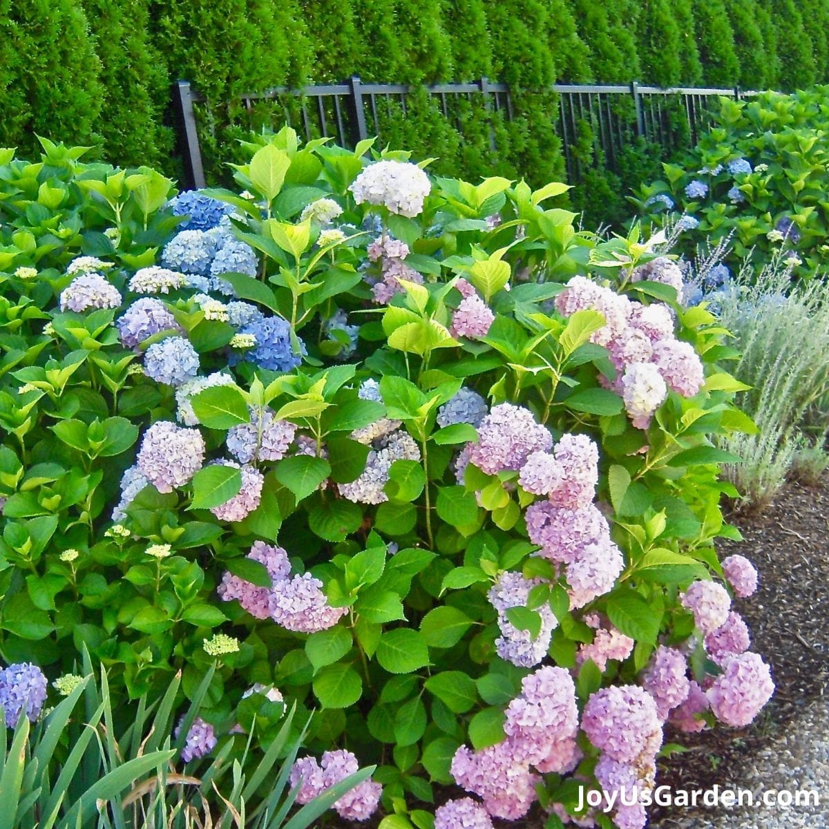 Pink and blue hydrangeas bushes lining a driveway.