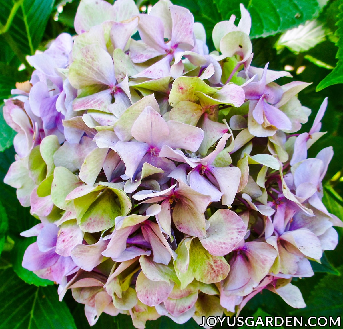 Close up of a mophead hydrangea flower which is lavender & green in coloration.