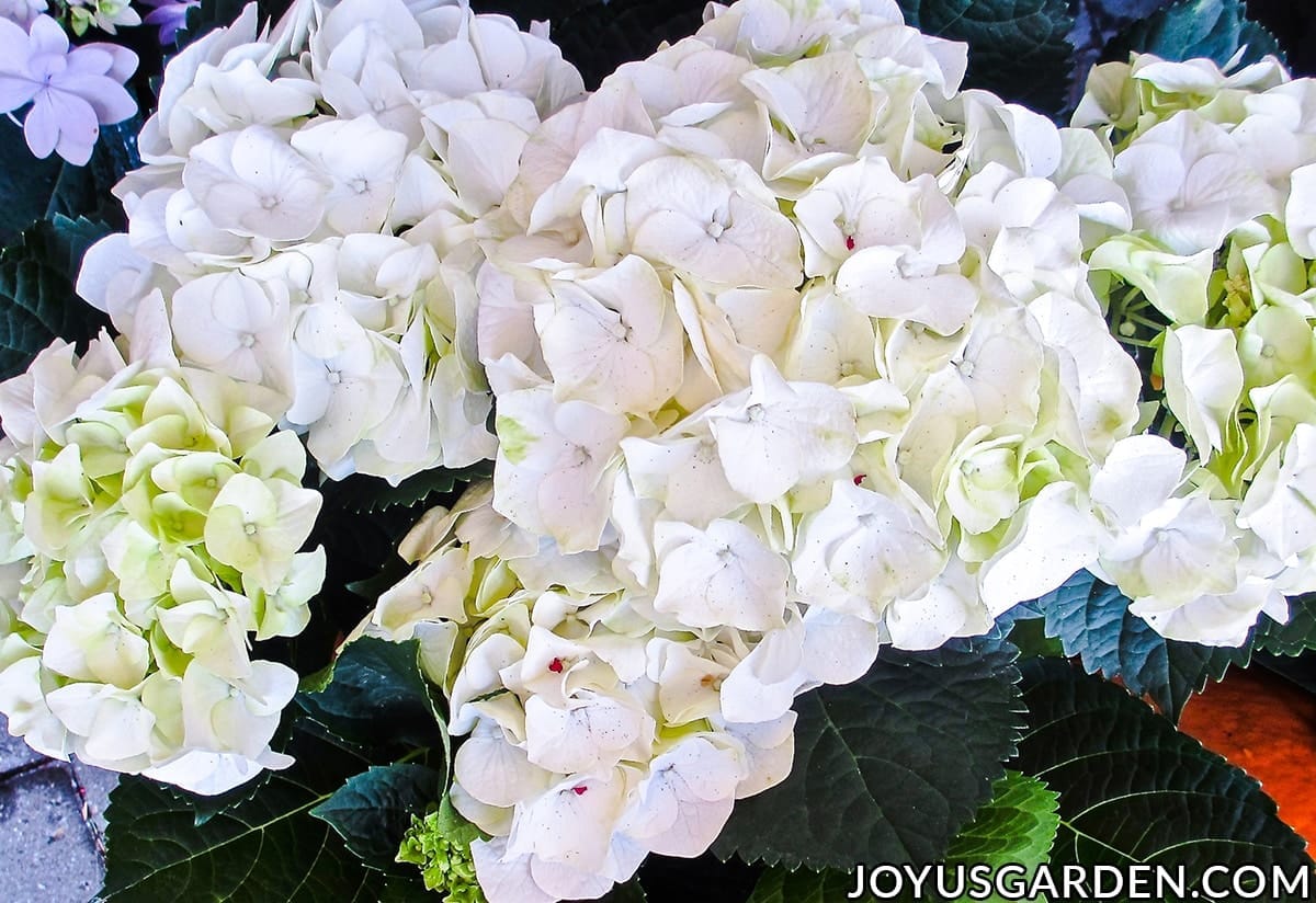 Looking down on a mophead hydrangea plant with large open white flowers.