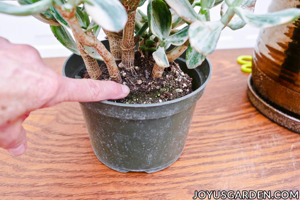 a finger is pointing to the rootball of a variegated jade plant