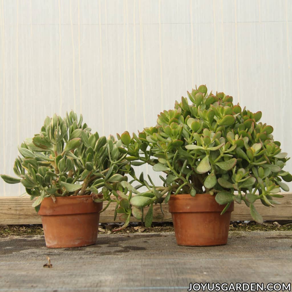 2 jade plants in terra cotta pots sit on the ground in a greenhouse
