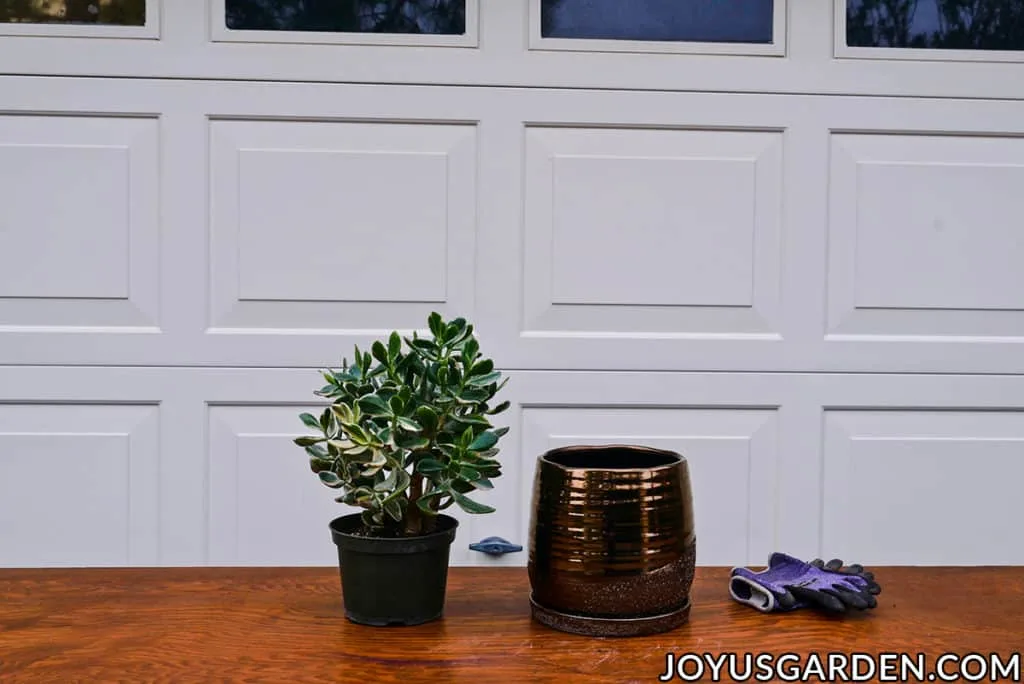 a variegated jade plant sits next to a metallic bronze ceramic pot & a pair of garden gloves on a work table