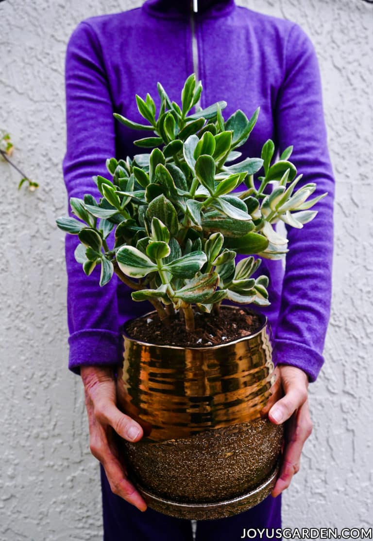 Repotting Jade Plants: How To Do It & Soil The Mix To Use