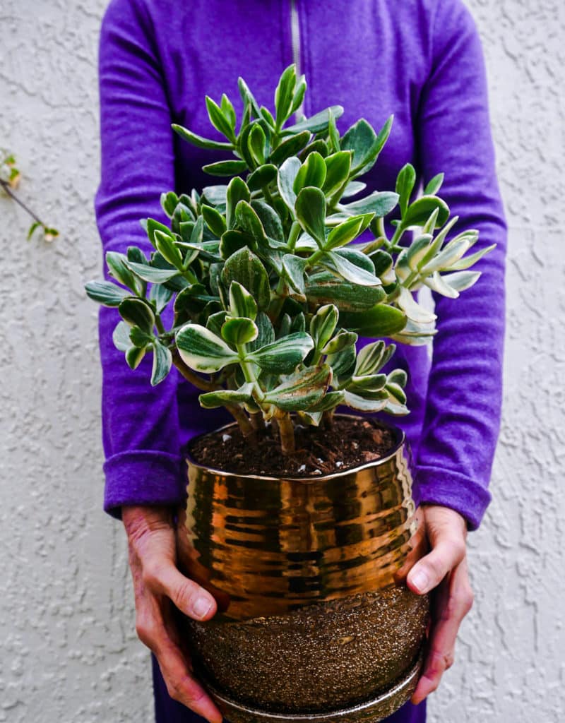 a woman in a purple shirt holds a variegated jade plant in a bronze metallic ceramic pot