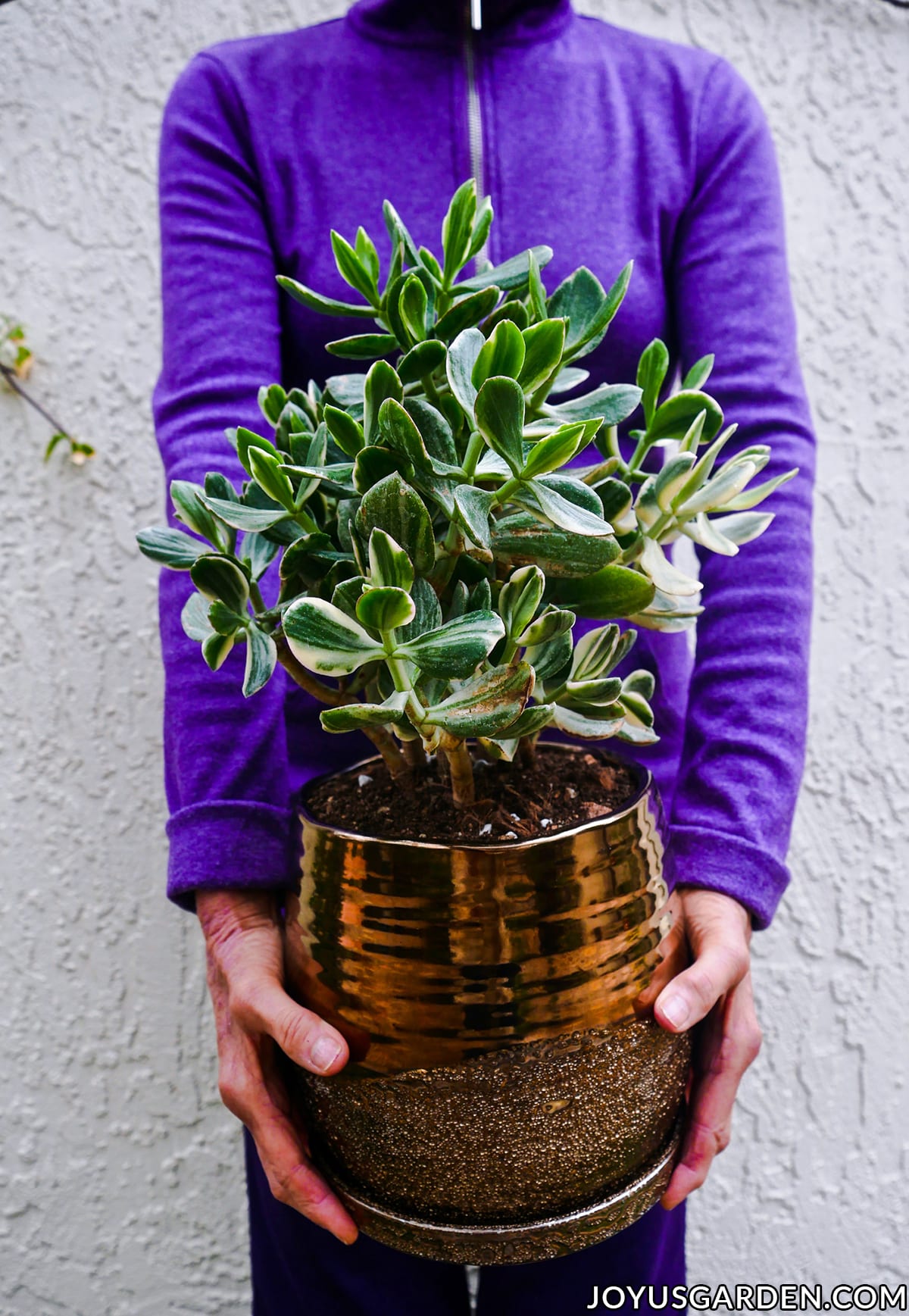 a woman in a purple shirt holds a variegated jade plant in a bronze metallic ceramic pot