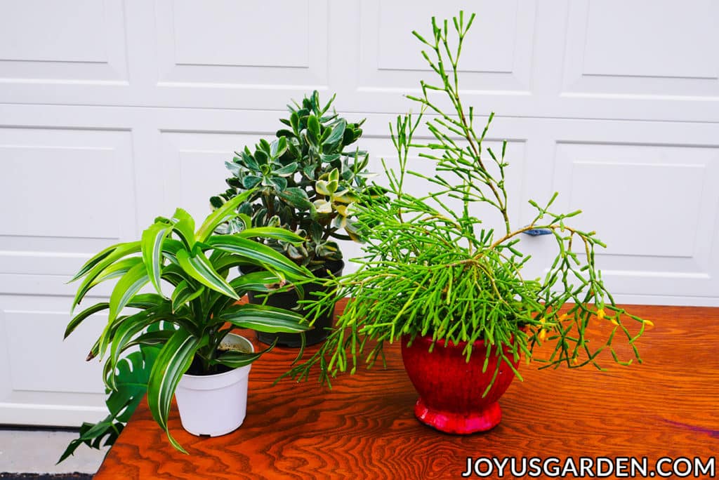 3 small tropical houseplants sit on a work table