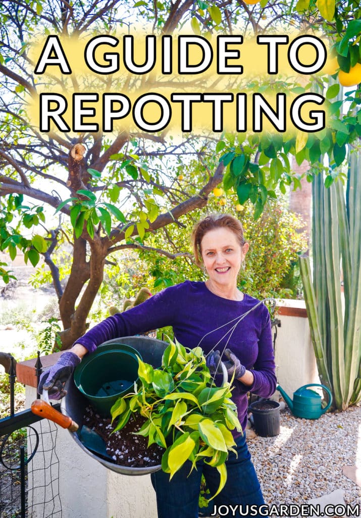 Repotting Plants Basics Beginning Gardeners Need To Know