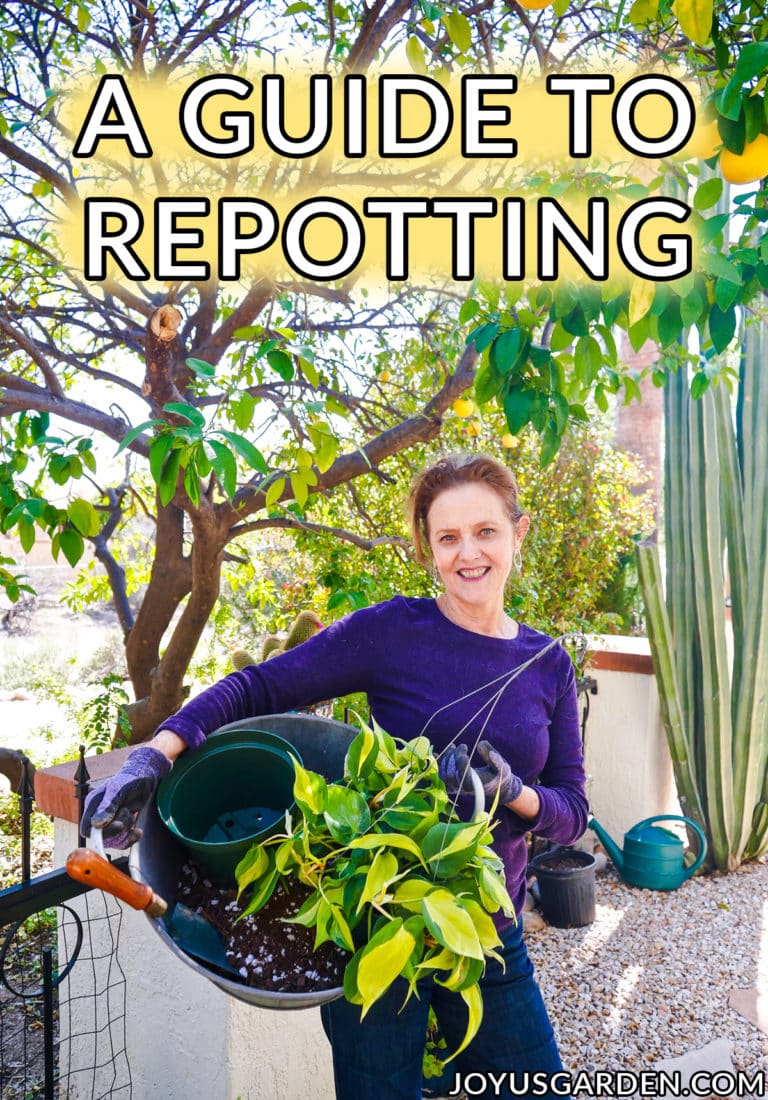 Repotting Plants: Basics Beginning Gardeners Need To Know