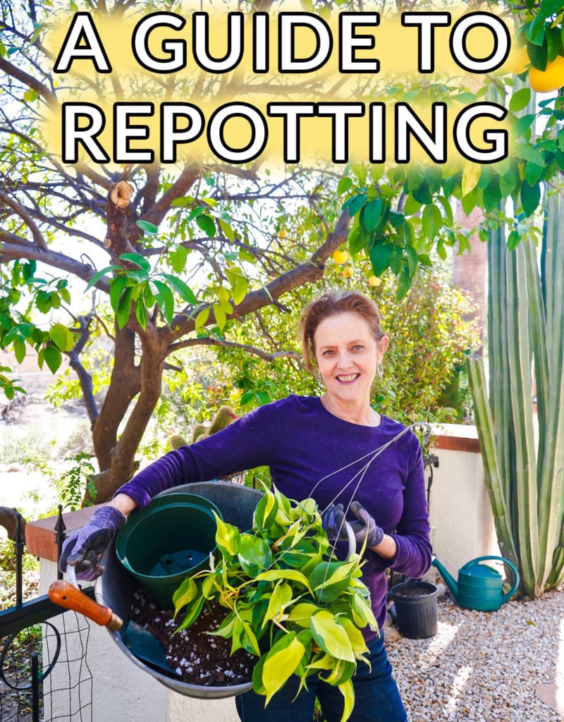 a woman holds a metal bin filled with soil mix a plant & a trowel the text reads a guide to repotting