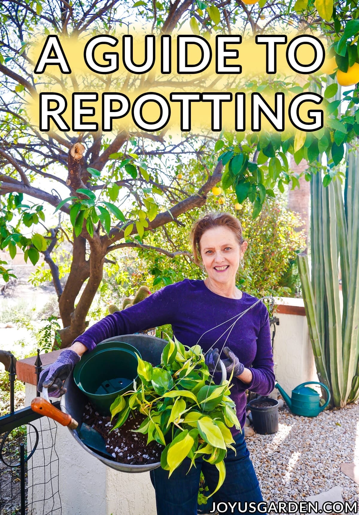 Repotting Plants: Basics Beginning Gardeners Need To Know