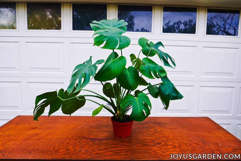 a monstera deliciosa sits on a work table in front of a garage