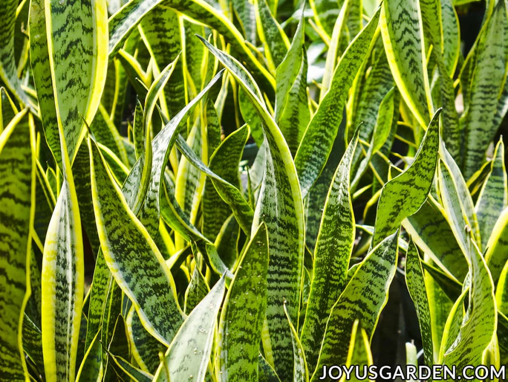 looking closely at the vibrant foliage of a sansevieria laurentii snake plant