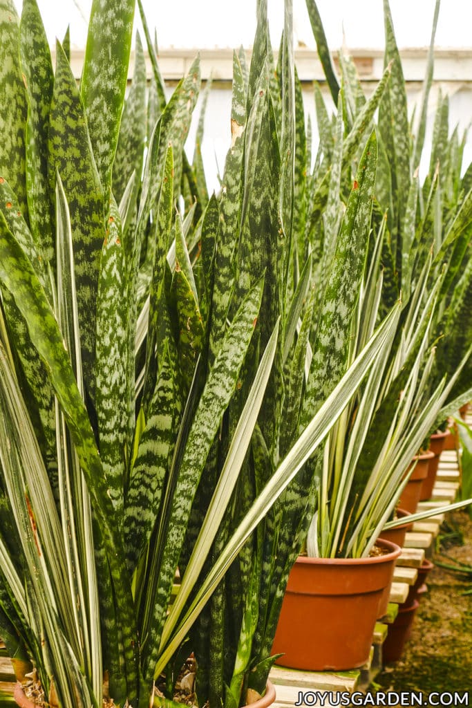 close up of 2 types of tall snake plants sansevierias sit on a bench in a greenhouse