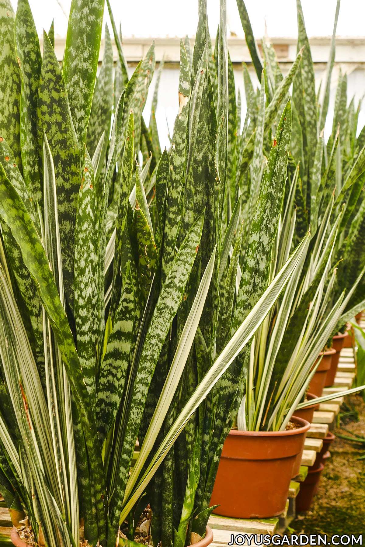 Close up of 2 types of tall snake plants sansevierias sit on a bench in a greenhouse.