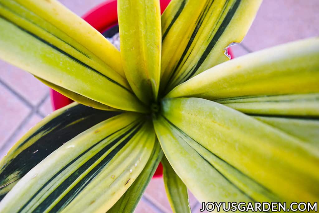 looking into the center of a gold flame sansevieria snake plant