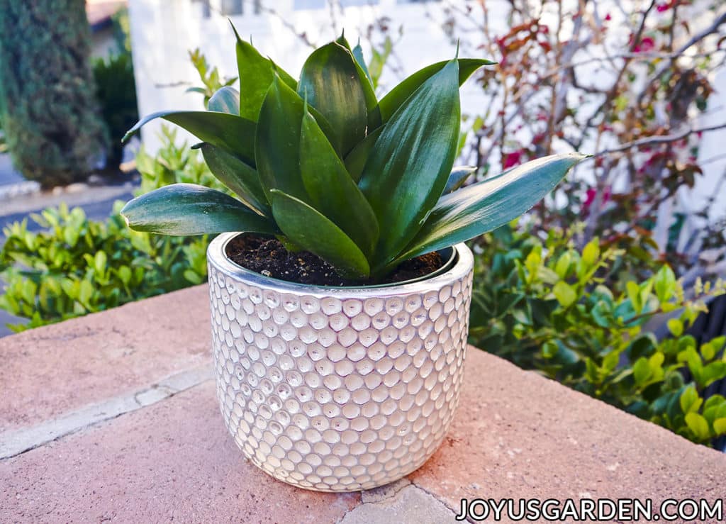 a jade birds nest sansevieria snake plant in a beautiful ceramic pot sits outside