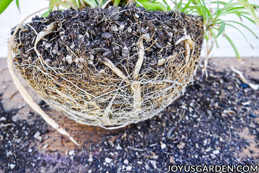 a close up of a root bond root ball of a spider plant